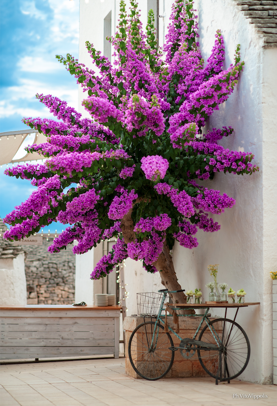 Bougainvillea, Puglia, Party, Italy, Party, Celebration, Wedding, Travel, Retreat, Yoga, Getaway