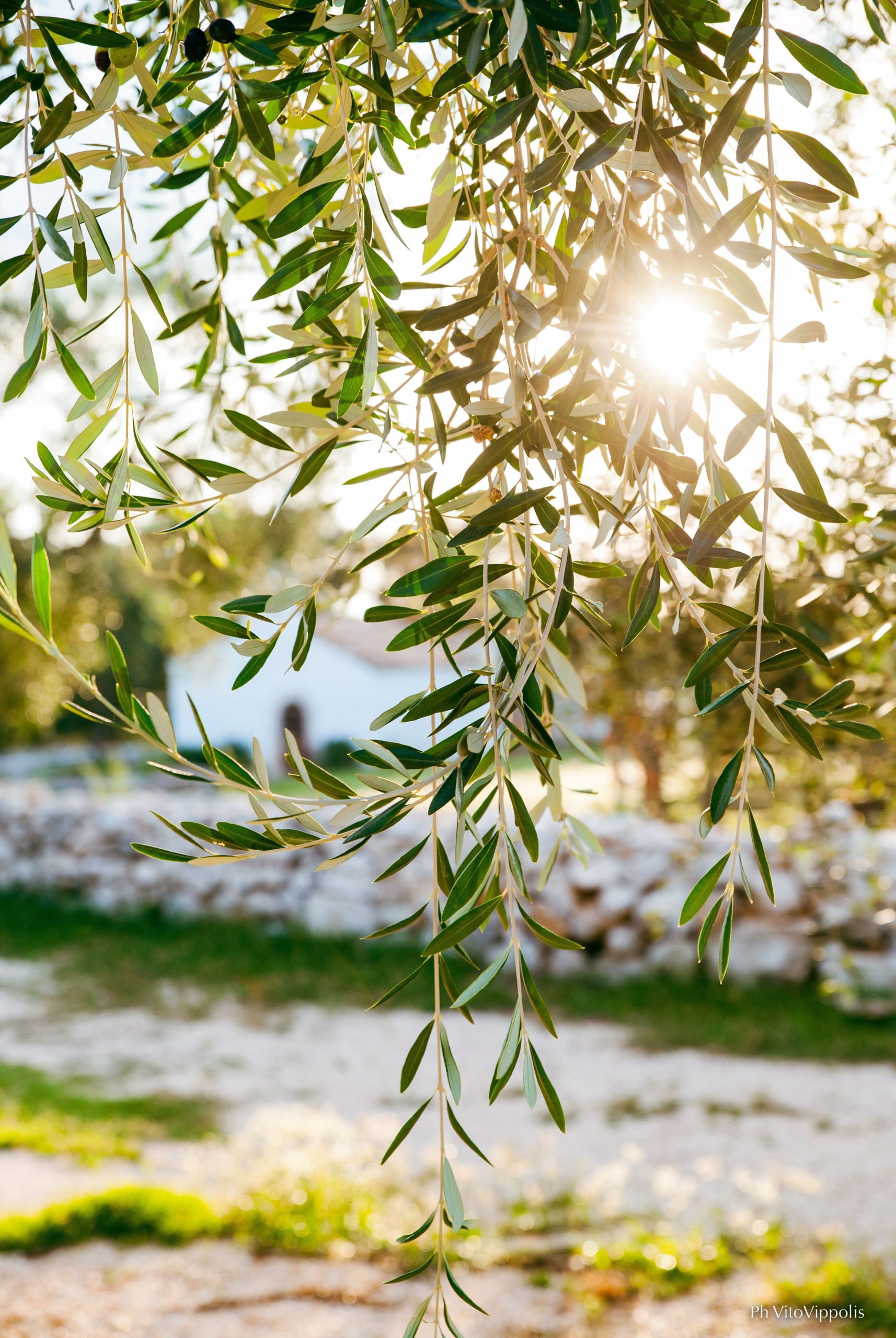 Sunlight and leaves